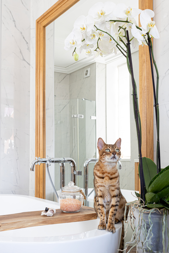 This bathroom mirror might not be a fixture